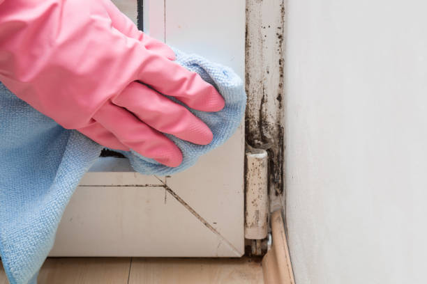 Best Mold Remediation for Specific Building Types in Odenton, MD